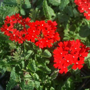 Verbena peruviana Endurascape Red