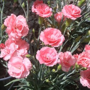 Dianthus Romance