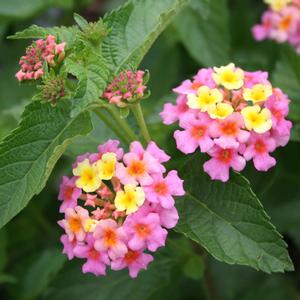 Lantana camara Ham and Eggs