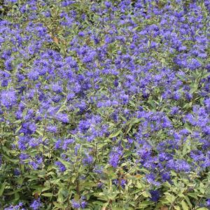 Caryopteris clandonensis Longwood Blue
