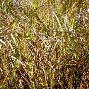 Panicum virgatum Purple Tears