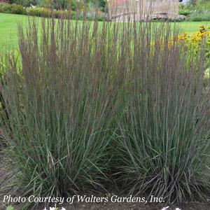Schizachyrium scoparium Smoke Signal