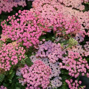 Achillea Pink Grapefruit