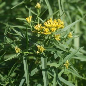 Euthamia caroliniana 