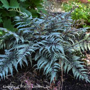 Athyrium niponicum Godzilla