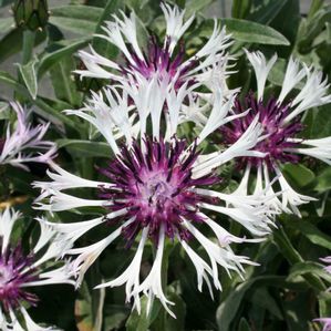 Centaurea montana Amethyst in Snow