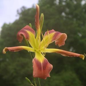Hemerocallis Rosemary Whitacre