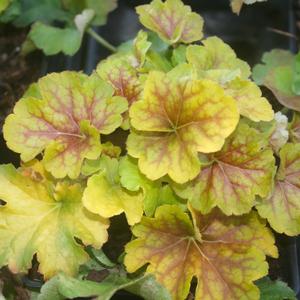 Heuchera Happy Flames