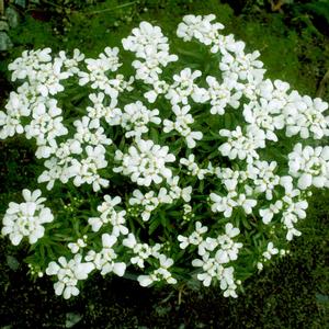 Iberis sempervirens Snowsation