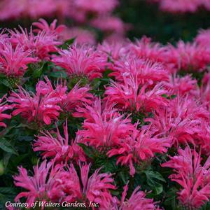 Monarda didyma Electric Neon Pink