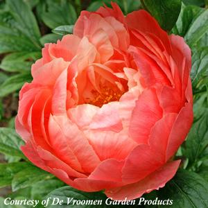 Paeonia lactiflora Coral Charm