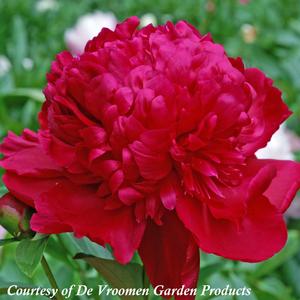 Paeonia lactiflora Inspecteur Lavergne