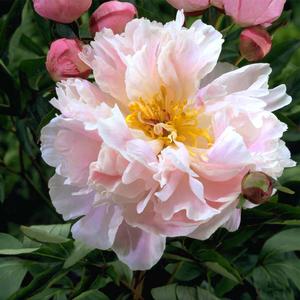 Paeonia lactiflora Lady Alexandra Duff