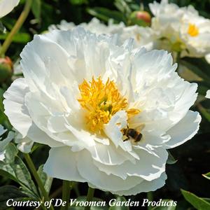 Paeonia lactiflora Miss America