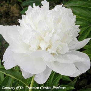 Paeonia lactiflora White Towers