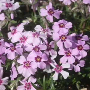 Phlox subulata Eye Candy