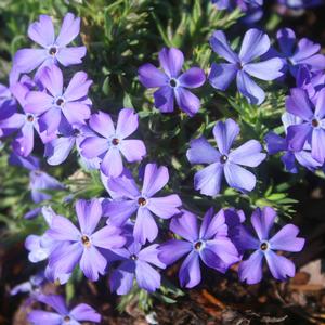Phlox subulata Violet Pinwheels