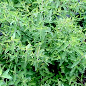 Pycnanthemum flexuosum 