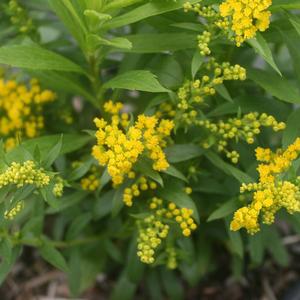 Solidago canadensis Little Miss Sunshine