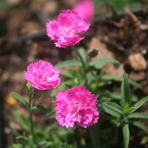 Dianthus Pink Pom Pom