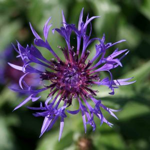 Centaurea montana 
