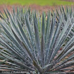 Yucca filamentosa Excalibur