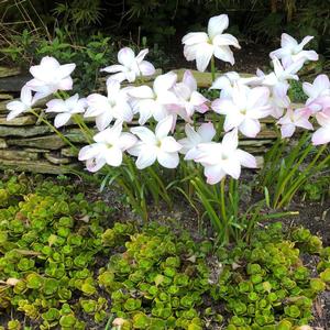 Zephyranthes drummondii Big Dude
