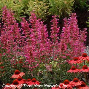 Agastache Morello