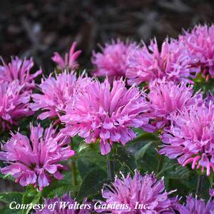 Monarda didyma Pink Frosting