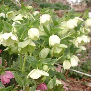 Helleborus orientalis 'White form'