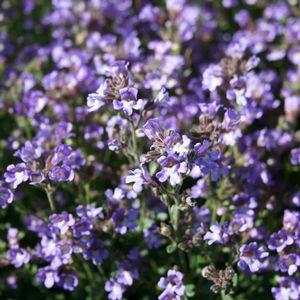 Chaenorhinum origanifolium Blue Dream