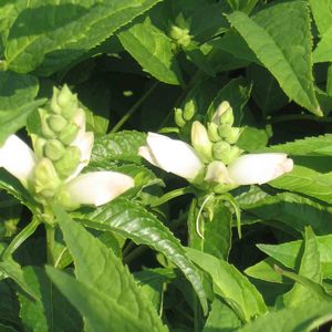Chelone glabra 