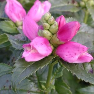 Chelone lyonii Hot Lips