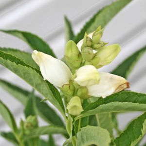 Chelone obliqua Alba