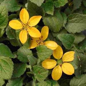 Chrysogonum virginianum var. australe 