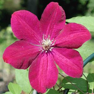 Clematis Ernest Markham