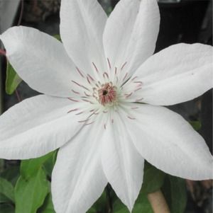 Clematis Henryi