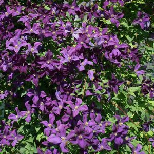 Clematis Polish Spirit