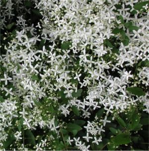 Clematis paniculata 