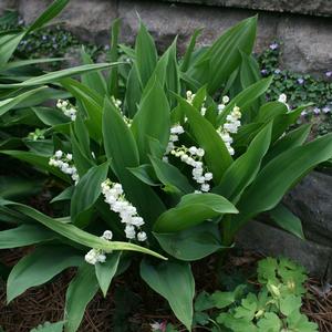 Convallaria majalis 