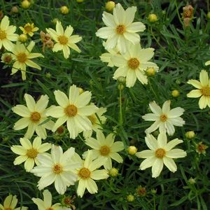 Coreopsis Crème Brulee