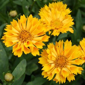 Coreopsis Jethro Tull
