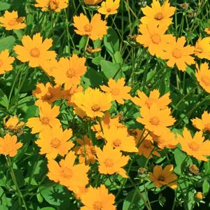 Coreopsis auriculata Nana