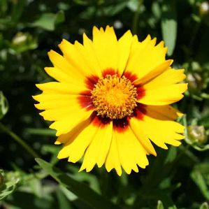 Coreopsis grandiflora Domino