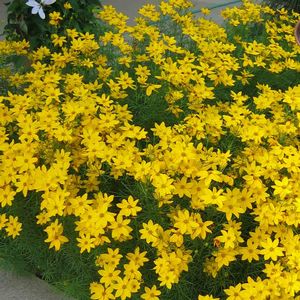 Coreopsis verticillata Golden Gain