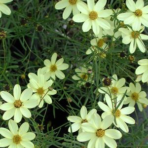 Coreopsis Moonbeam