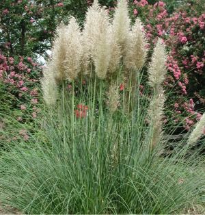 Cortaderia selloana Pumila