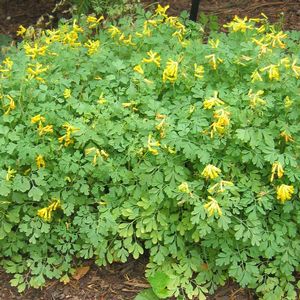 Corydalis lutea 