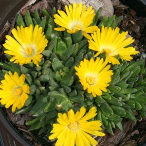 Delosperma congestum Gold Nugget