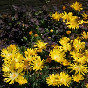 Delosperma nubigenum 